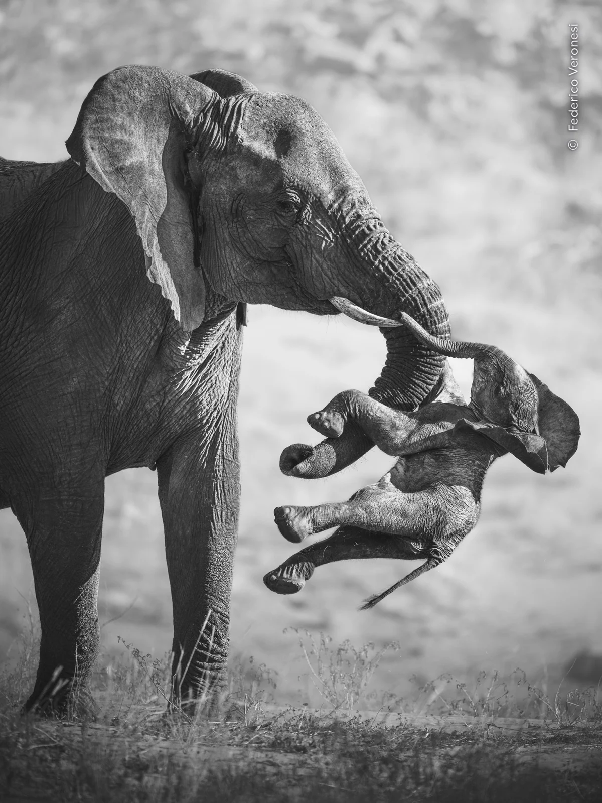 Monochrome Majesty: Inside the 62nd Wildlife Photographer of the Year Awards