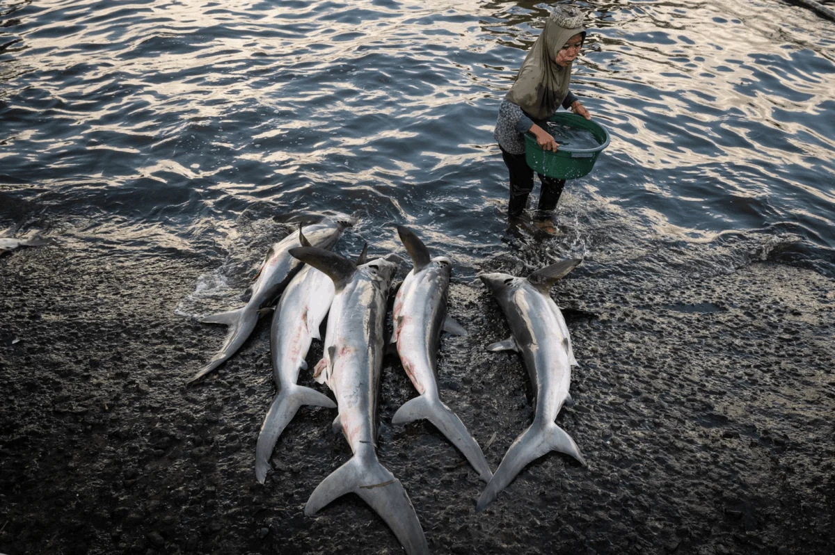The Silent Crisis Beneath the Surface: Nicole Tung’s Unflinching Look at Southeast Asian Overfishing